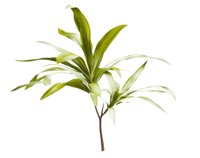 Standard ticket decoration